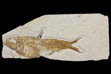 Bargain Fossil Fish (Knightia) - Wyoming #150605-1